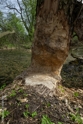 Bitten tree trunk by beaver.