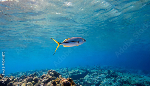 A solitary fish elegantly glides through the clear blue waters of the ocean