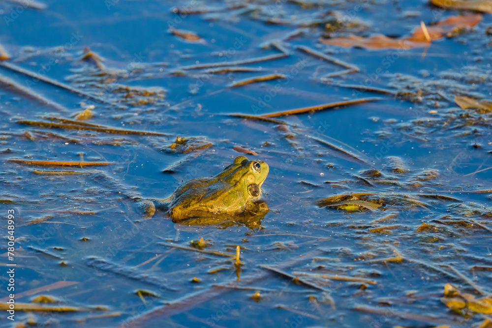 a frog sitting on the surface of a lake. a frog sitting on the surface of a lake.