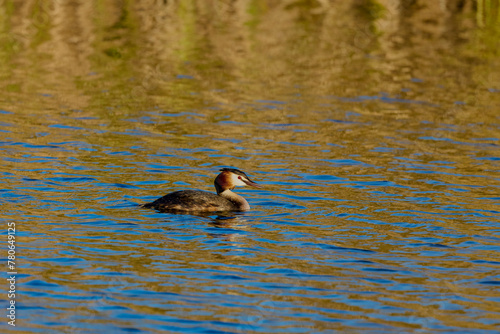(Podiceps cristatus) floats on the water of a lake.