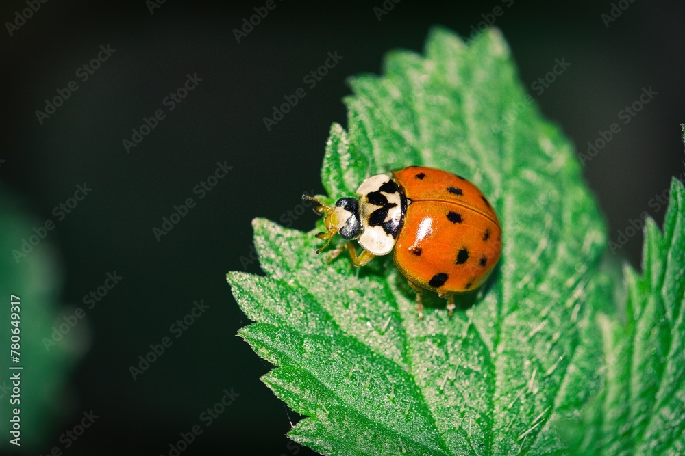 ladybird on a green leaf