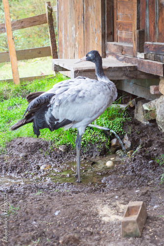 black crowned crane (ID: 780651112)