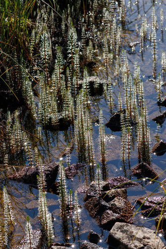 A common mare's-tail plants (Hippuris vulgaris) growing in shallow water. Northern nature of Chukotka and Siberia, Russian Far East photo