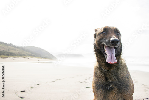 perro pastor belga malinois en la playa 