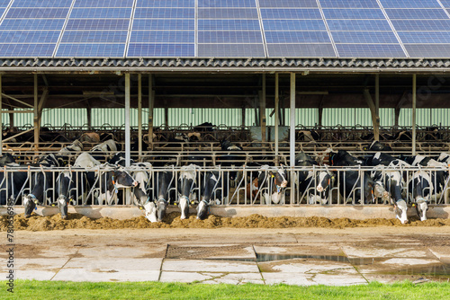 Dutch farm stable with dairy cows and a roof with solar panels