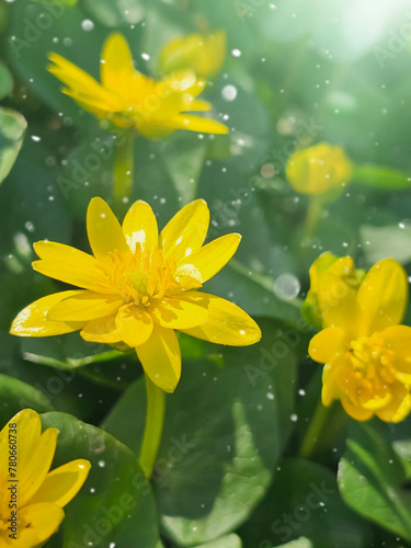 A large yellow Ficaria flower with sunlight and bokeh. beautiful spring background © _Ligrenok