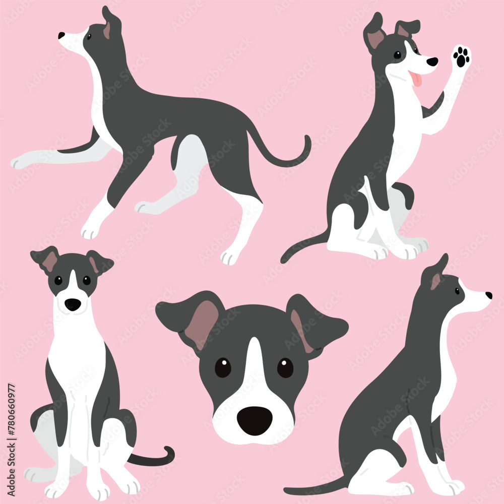 Simple and adorable illustration set of Italian Greyhound flat colored