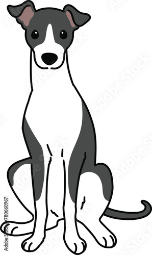 Simple and adorable illustration of Italian Greyhound sitting in front view