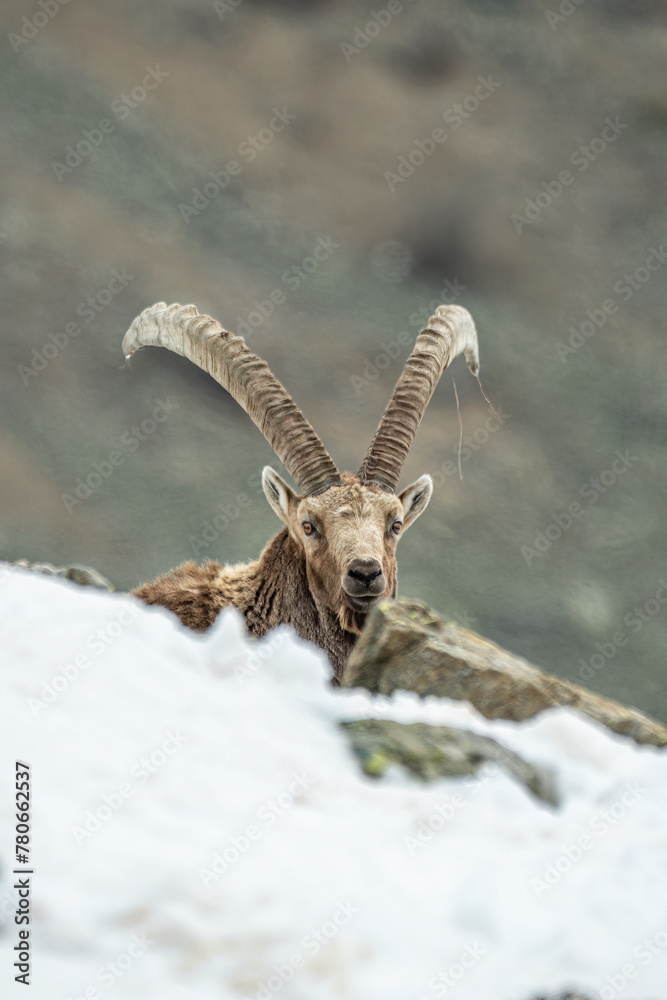 Adult male alpine ibex (Capra ibex) with huge horns emerging from a snowy steep snowy clearing, Alps Mountains, Italy, April.