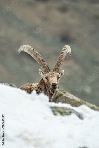Obraz na płótnie Adult male alpine ibex (Capra ibex) with huge horns emerging from a snowy steep snowy clearing, Alps Mountains, Italy, April. w salonie