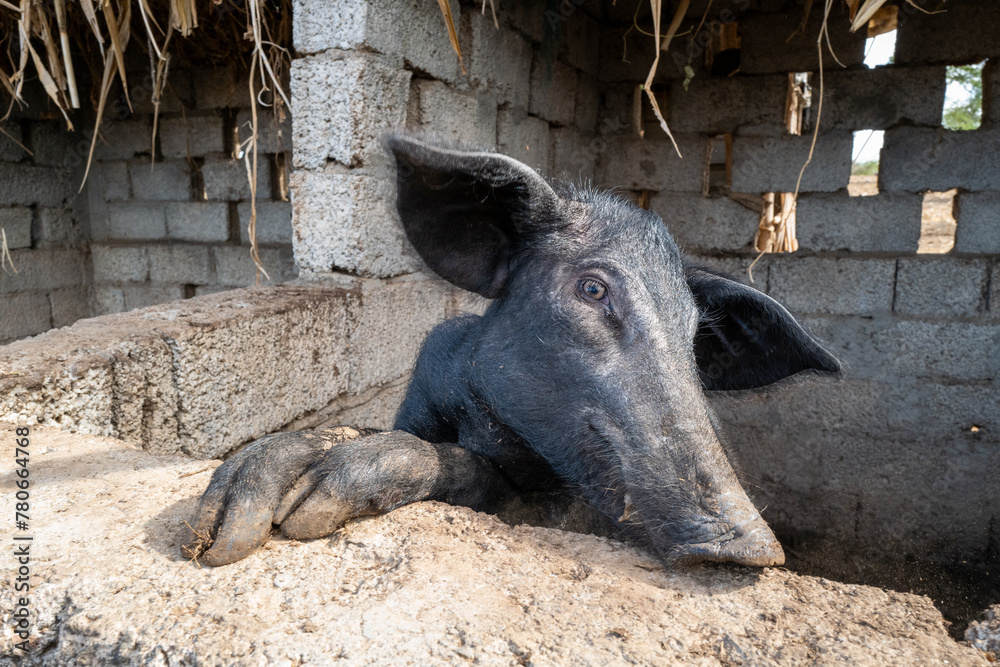Fototapeta premium un cochon gris dans sa porcherie sur l'île de Saint Vincent au Cap Vert en Afrique