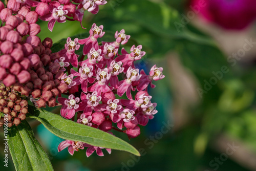 A close up of pink flowers of swamp milkweed (Asclepias incarnata) of the 'Cinderella' variety