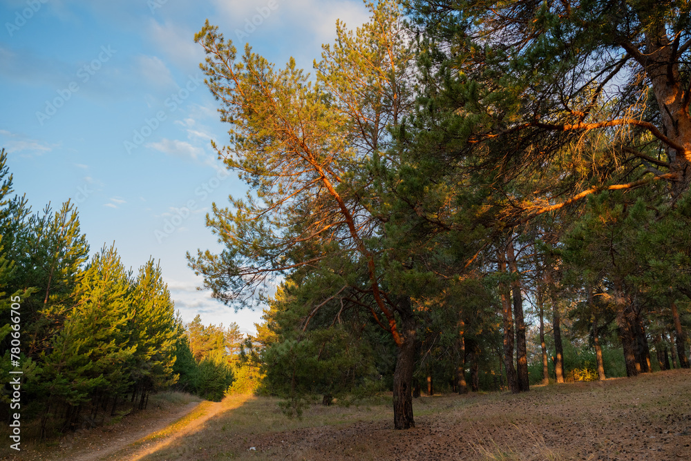 The setting sun casts a warm glow over the lush green trees of the forest