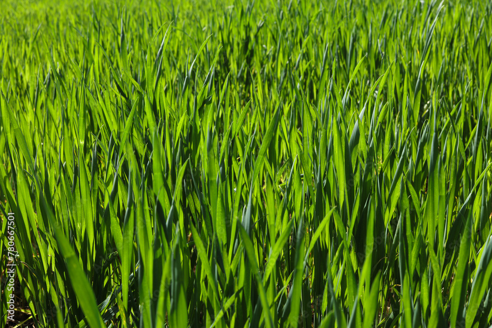 field of young green wheat field of young green wheat