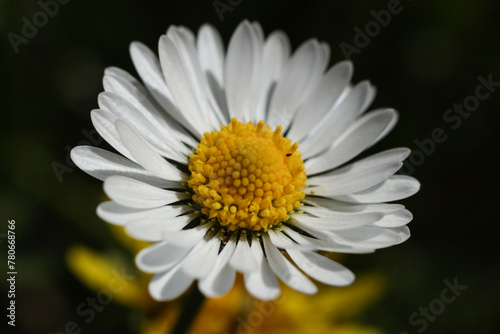 a macro shot of the common daisy