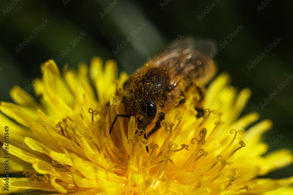 macro shot of a honey bee on a bright yellow dandelion macro shot of a honey bee on a bright yellow dandelion