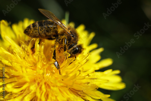 close up of bee on yellow dandelion flower © gabriela