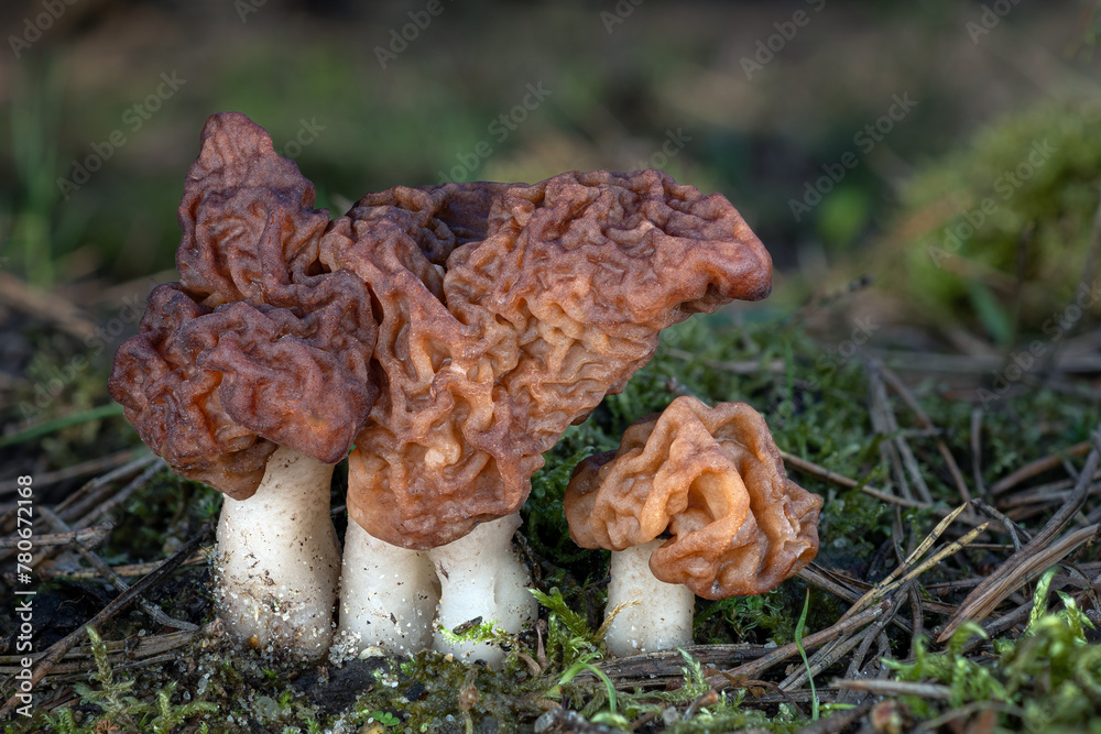 A group of poisonous false morels (Gyromitra esculenta) in the forest in a pine needles. Close-up shot with bokeh background. A group of poisonous false morels (Gyromitra esculenta) in the forest in a pine needles. Close-up shot with bokeh background.