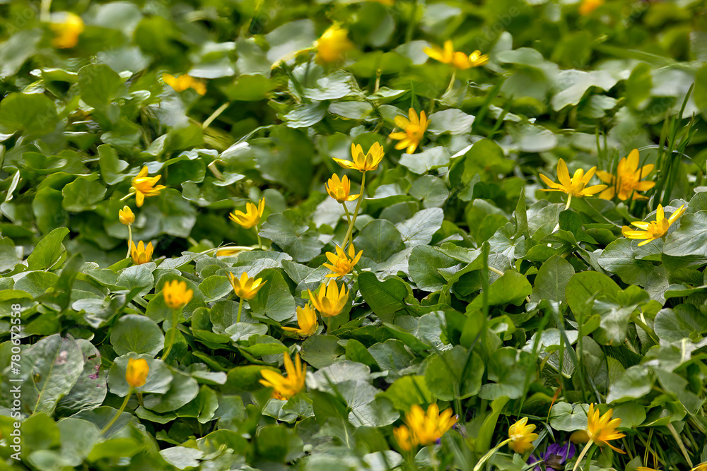  natural background of yellow flowers on a green meadow.