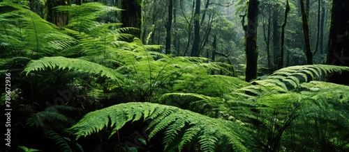 Ferns thrive in diverse habitats, from high mountains to wetlands and tropical plants.