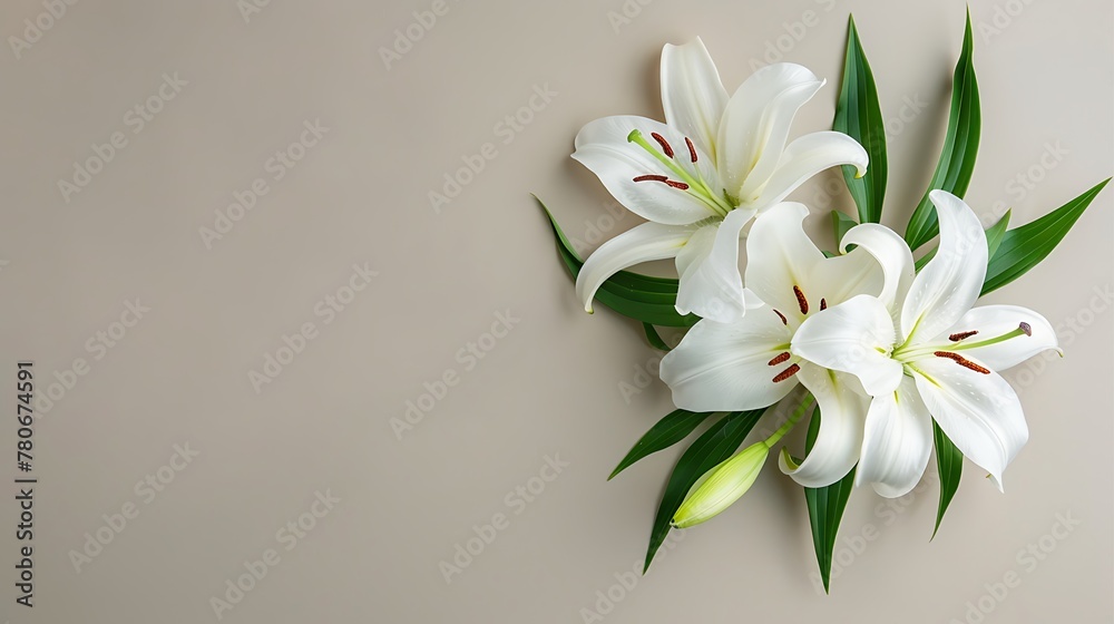 branch of white lilies flowers, condolence card with copy space for text, stock photography branch of white lilies flowers, condolence card with copy space for text, stock photography