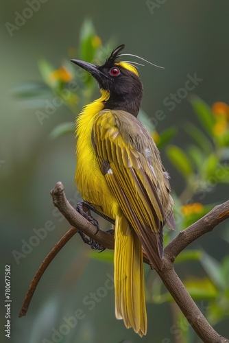 Vibrant yellow bird with black head and crest perched on a branch in natural habitat.
