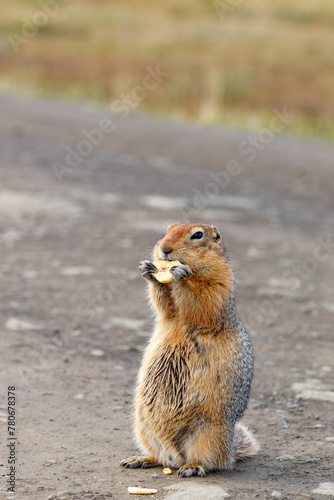 The American or Beringian ground squirrel (Urocitellus parryii). The gopher is standing on dirt road and holding a dried banana in its paws. Wildlife of Chukotka, Far East of Russia photo