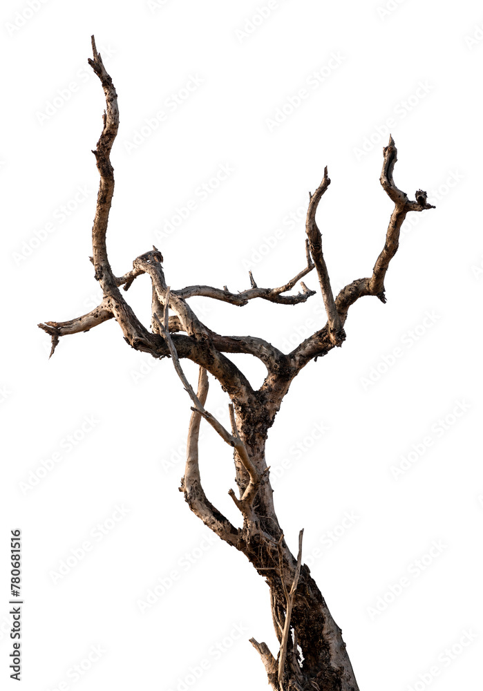 Branch of dead tree with clipping path isolated on white background. Branch of dead tree with clipping path isolated on white background.
