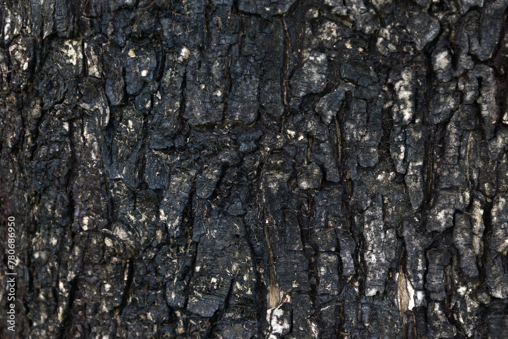 Bark Texture of a Tree Trunk Bark Texture of a Tree Trunk