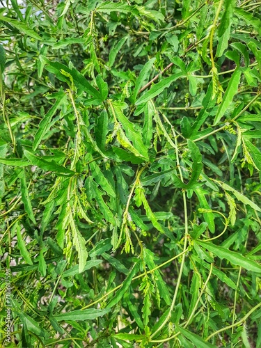 stinging nettle plant leaf.(காஞ்சோண்டி)