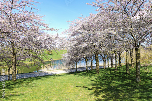 Canvas Print Cherry Blossom in Langelinie park on a beautiful spring day