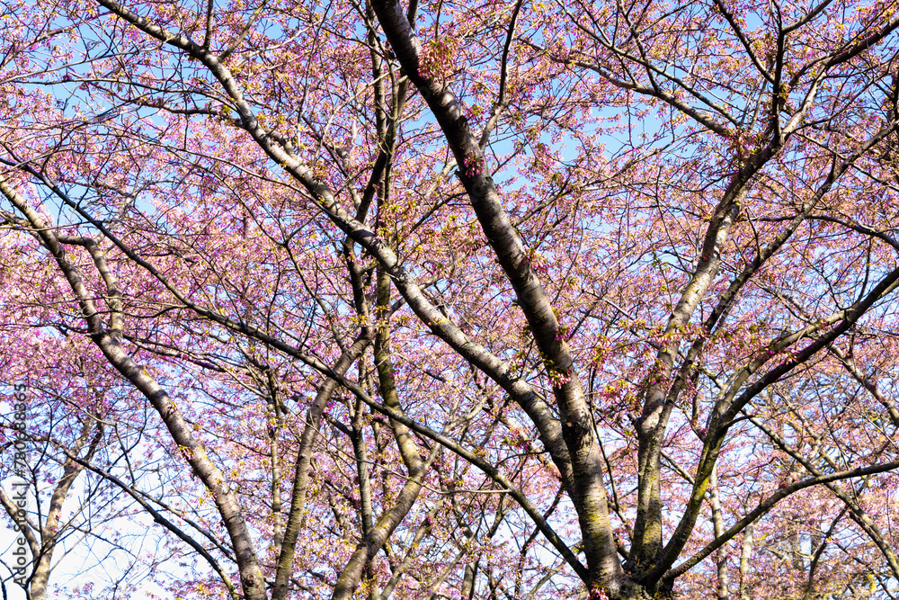 Cherry Blossom in Langelinie park on a beautiful spring day. Sakura festival in Copenhagen Cherry Blossom in Langelinie park on a beautiful spring day. Sakura festival in Copenhagen