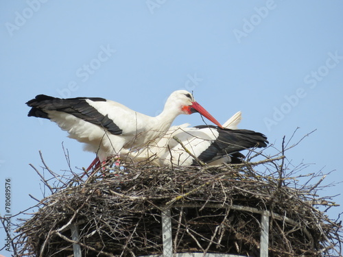 Störche bei der Balz photo