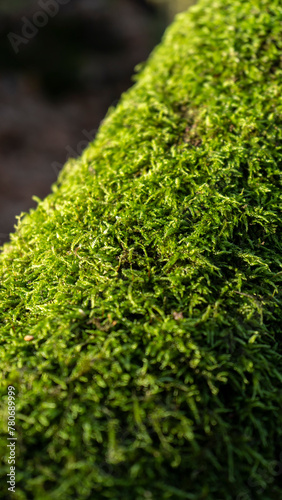 green moss