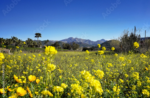 Berglandschaft mit Blumen im Vordergrund