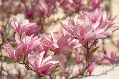 magnolia tree blossom in springtime. tender pink flowers bathing in sunlight. warm april weather.