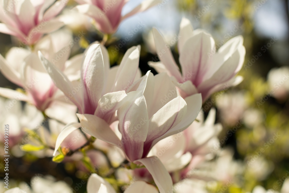 Fototapeta premium magnolia tree blossom in springtime. tender pink flowers bathing in sunlight. warm april weather.