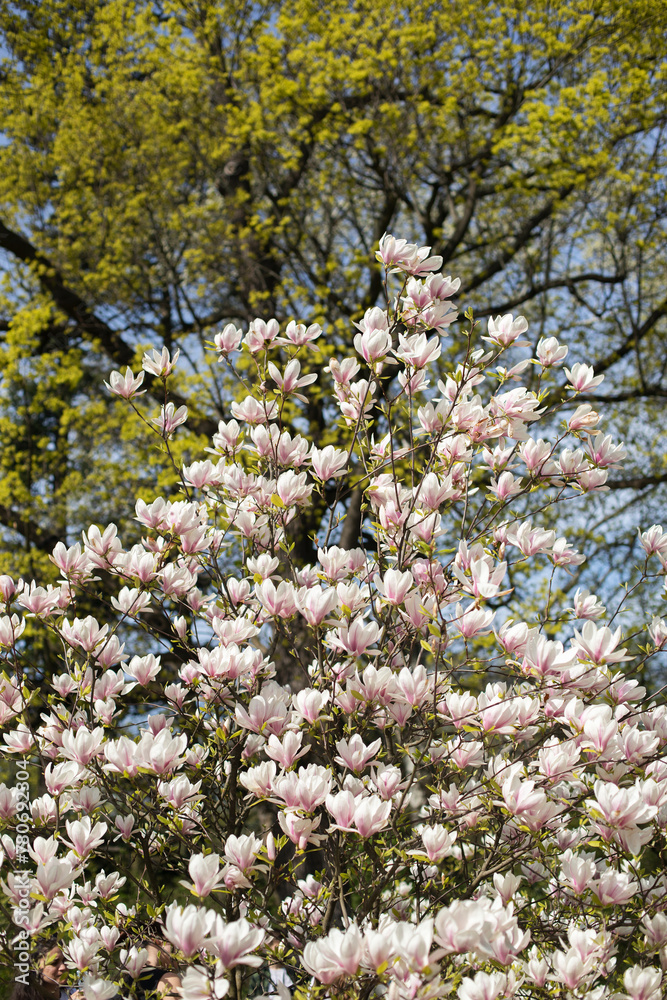 Blooming magnolia tree, spring lush magnolia blossom Spring floral background.
Blooming magnolia tree, spring lush magnolia blossom Spring floral background.