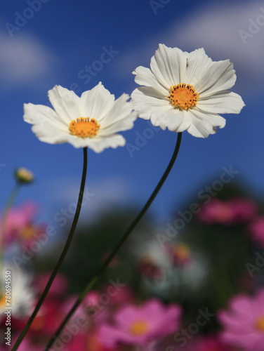 Beautiful White Cosmos Flower
