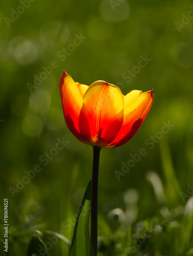 beautiful orange yellow bright flower