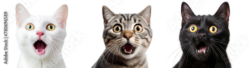 Many cats shot in the head in a row while looking at the camera on a transparent background.