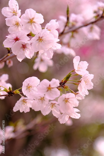 桜の競演　Sakura in Japan