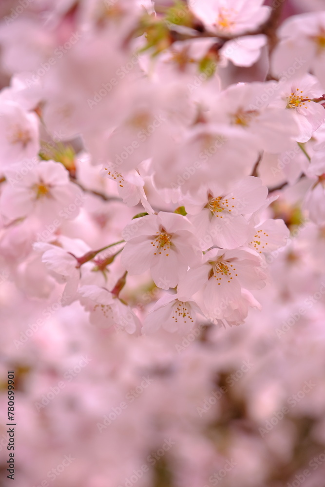 桜の競演　