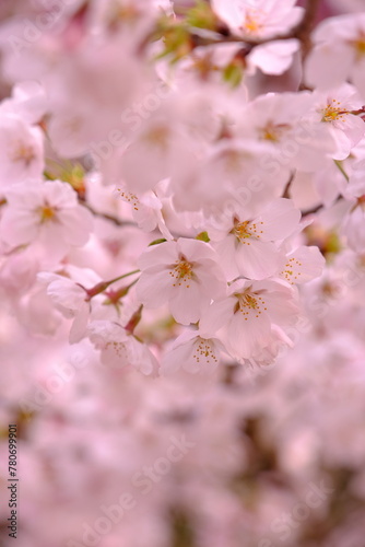 桜の競演 