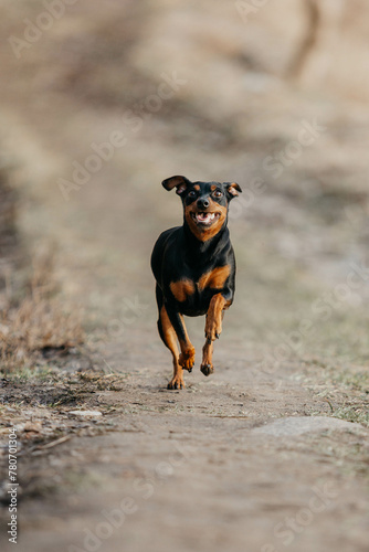 The Zwergpinscher dog runs in early spring