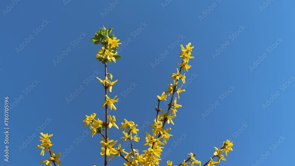 Forsythia golden bells yellow flowers on blue sky.