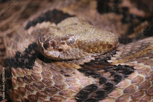 Gorgeous Timber Rattlesnake Homosassa Springs © 1wildlifer