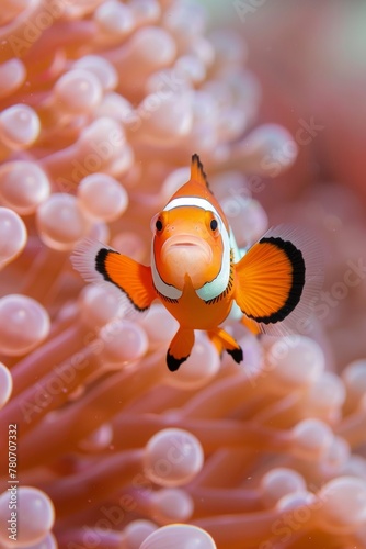 A playful clownfish, its stripes stark, amidst the soft coral hues of an underwater background photo