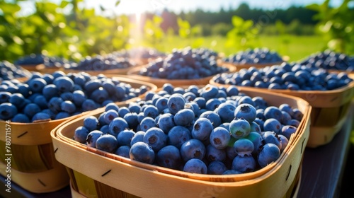 Wallpaper Mural Abundant baskets presenting sun ripened blueberries Torontodigital.ca