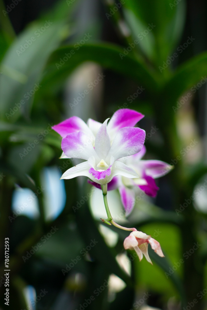 One of the white orchids in nature.
One of the white orchids in nature.
One of the white orchids in nature.
One of the white orchids in nature.